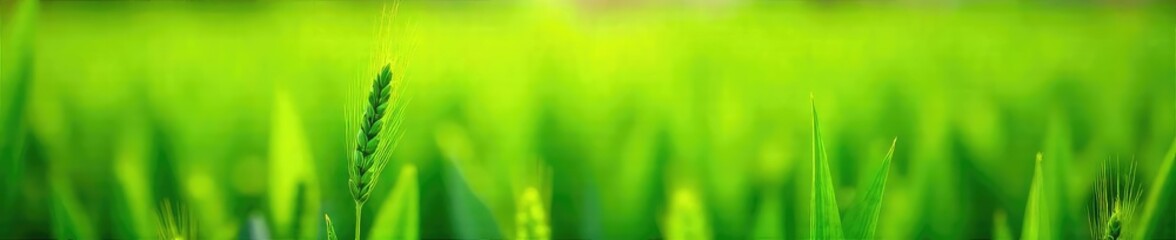 Vibrant green barley grass shoots growing in a lush field, sunlight illuminating the leaves  Perfect for health, nutrition, and agriculture themes ,  crop,  macro
