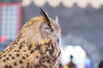 Close-up profile of a majestic owl sleeping with eyes closed. Detailed view of brown and tan feathers, ear tufts, and sharp beak. Soft bokeh background provides professional depth of field.