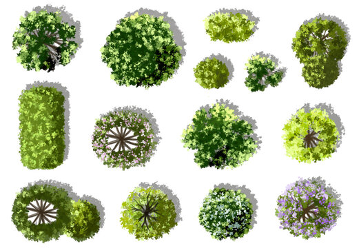 Vector watercolor of blooming tree top view isolated on white background for landscape plan and architecture drawing, elements for environment and garden,botanical elements ,blooming flower in spring