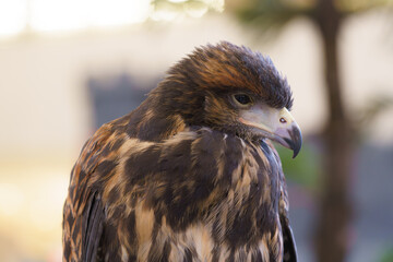 Close-up profile of a majestic bird of prey with detailed brown and tan feathers. Sharp beak and focused eye on a soft bokeh background. Professional wildlife photography of a powerful raptor.