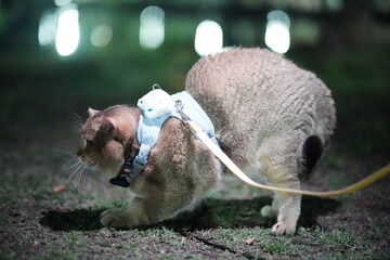 Cat in Harness Exploring Outdoors at Night with Soft Light Background and Green Grass, Capturing the Curiosity of Felines in Natural Settings © วรรณภา มะโนศรี
