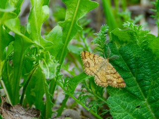 A heath moth (Ematurga atomaria) photographed in Tremosine.
