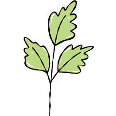 green rose leaf Isolated