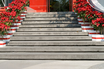 Concrete stairs leading to a building entrance decorated with vibrant red poinsettia flowers in striped boxes. Festive holiday decoration for a modern commercial office or retail store.