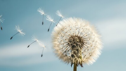 Seed head blows in the wind against a soft blue sky, some seeds drifting away