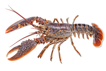Atlantic lobster isolated on transparent background. Detailed close-up macro view of a spiny lobster crustacean isolated on white background.