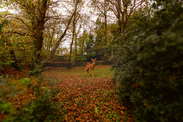 Autumn Forest Deer