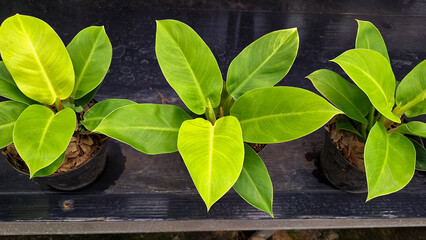 Three Philodendron Moonlight plants, known for its vibrant, lime green to yellowish leaves that resemble moonlight in black pots against a dark background. © Achmad