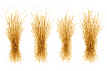 Golden wheat sheaves bundle collection. Agricultural crop harvest and grain food symbol on transparent background