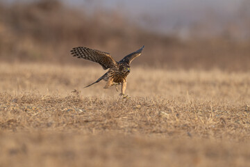 Fototapeta premium red tailed hawk in flight