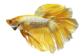 Golden betta fish swimming isolated on transparent background. Vibrant yellow betta fish swimming gracefully underwater isolated on white background.