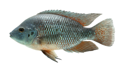 Side view of a Blue Acara fish