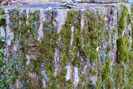 苔の生えた古い木の切り株