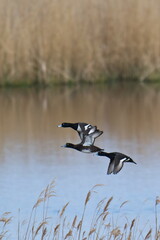 Reiherenten im Flug im Fr&uuml;hjahr	
