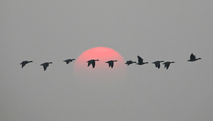 flock of flamingos in the lake