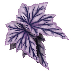 Begonia leaf PNG illustration watercolor transparent