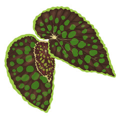 Begonia leaf PNG illustration watercolor transparent
