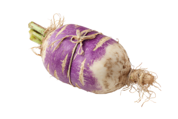 Freshly harvested top turnip isolated on transparent background. Fresh turnip vegetable isolated on white background.