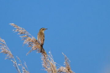 Schilfrohrs&auml;nger ( Acrocephalus schoenobaenus ) w&auml;hrend der Balz	
