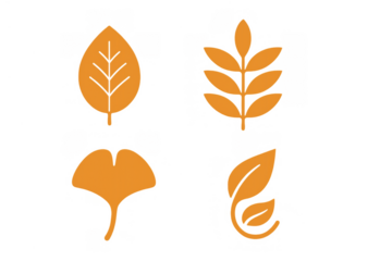Orange leaves set depicting autumn, nature elements, and ginkgo leaf silhouette for seasonal design