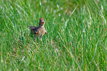 Feldlerche w&auml;hrend der Balz