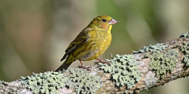 European Serin standing on a lichen branch and fluttering its wings in the air