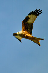 Rotmilan (Milvus milvus) bei der Jagd	
