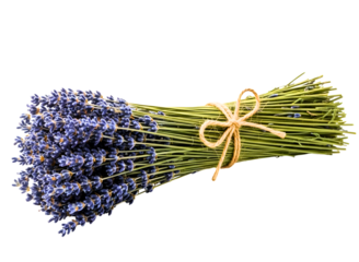 A bouquet of lavender flowers tied with a twine on transparent background