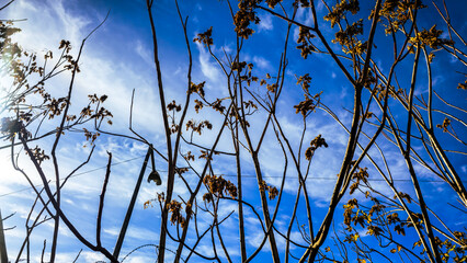 Bare tree branches under a clear blue sky
