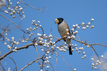 blue tit on branch © Bai