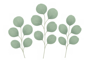 Eucalyptus branches with silver dollar leaves in watercolor style, a set of botanical elements for design with transparent background