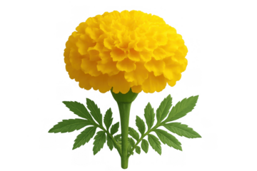 Yellow african marigold flower in full bloom, soft petals and green leaves, transparent background, studio