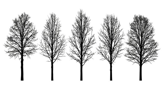 Five bare deciduous trees in winter, silhouetted against a white background, arranged in a row, showcasing their intricate branch structures.