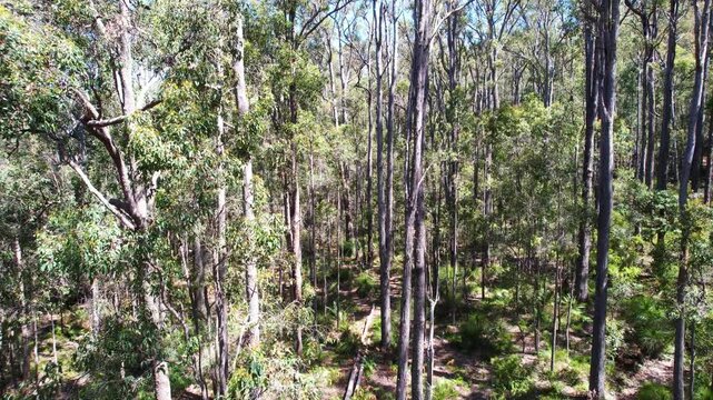 Eucalyptus forest in Australia