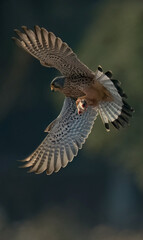 Fototapeta premium red kite in flight
