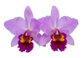 Two vibrant purple Cattleya orchids with ruffled dark labellums and yellow throats, exquisite macro details on a transparent background, soft studio light, concept of botanical elegance