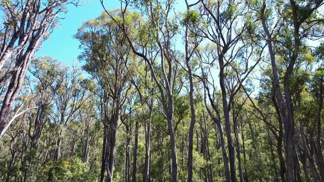 Eucalyptus forest in Australia