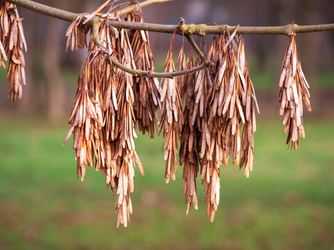 Detailn&yacute; pohľad na semen&aacute; jaseňa &scaron;t&iacute;hleho (Fraxinus excelsior) visiace na kon&aacute;ri. Such&eacute; kr&iacute;dlat&eacute; nažky na jeseň alebo v zime, zobrazuj&uacute;ce prirodzen&eacute; rozmnožovanie rastl&iacute;n v lese alebo parku.
