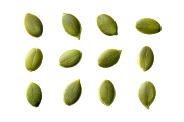 Collection of green pumpkin seeds isolated on transparent background. Row of twelve green pumpkin seeds arranged artistically isolated on white background.