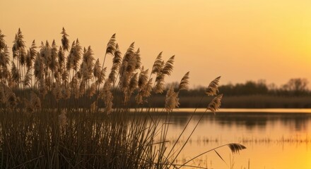 Reed grass sways gently in a tranquil lake at sunset, warm glow