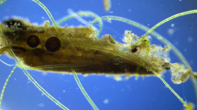 Worms under the microscope