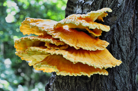 Ż&oacute;łciak siarkowy (Laetiporus sulphureus) to jadalny, intensywnie ż&oacute;łty grzyb nadrzewny, rosnący na drzewach liściastych.