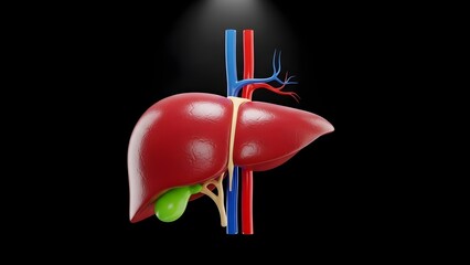 Human Liver Anatomy 3D Illustration: Healthy Organ with Gallbladder and Blood Vessels