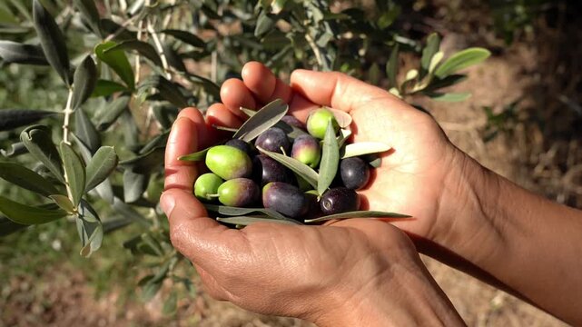 Close-up of a farmer's cupped hands holding a handful of freshly picked raw olives. The harvest includes both green and black fruit