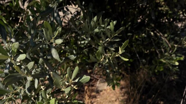 Close-up of a farmer's cupped hands holding freshly harvested olives. The camera then moves to show the olive tree branches full of fruit