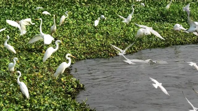 Birds flocking to feed above a field full of moss | A view from Kuttanad in Kerala, India