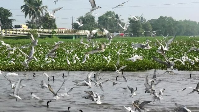Birds flocking to feed above a field full of moss | A view from Kuttanad in Kerala, India
