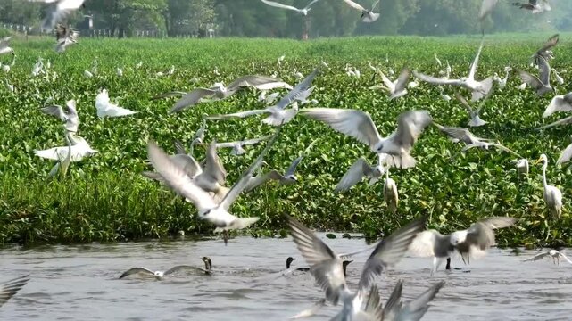 Birds flocking to feed above a field full of moss | A view from Kuttanad in Kerala, India