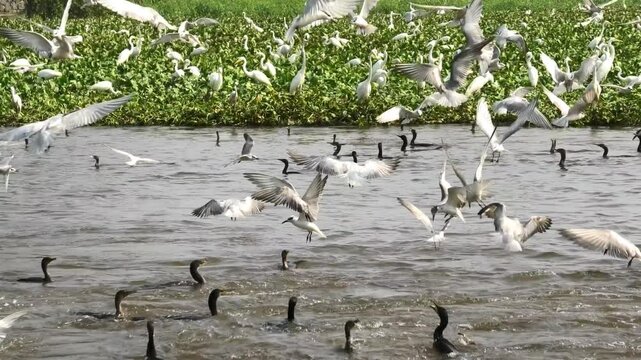 Birds flocking to feed above a field full of moss | A view from Kuttanad in Kerala, India