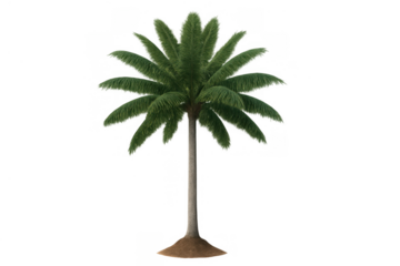 Palm tree with green leaves and a long trunk showing tropical nature and holiday concepts on transparent background